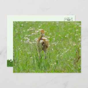 Sandhill Crane Colt (kuiken) Briefkaart