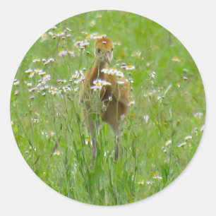 Sandhill Crane Colt (kuiken) Platte Kaart Ronde Sticker