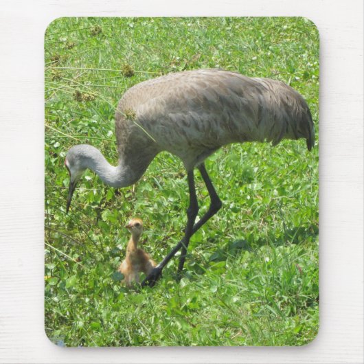 Sandhill Crane en Chick Muismat (Voorkant)