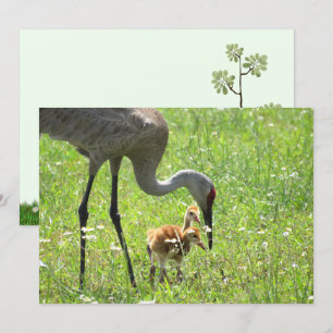 Sandhill Crane en Colt (kuiken) Platte Kaart