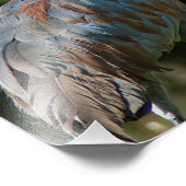 SandHill crane Foto Afdruk (Hoek)