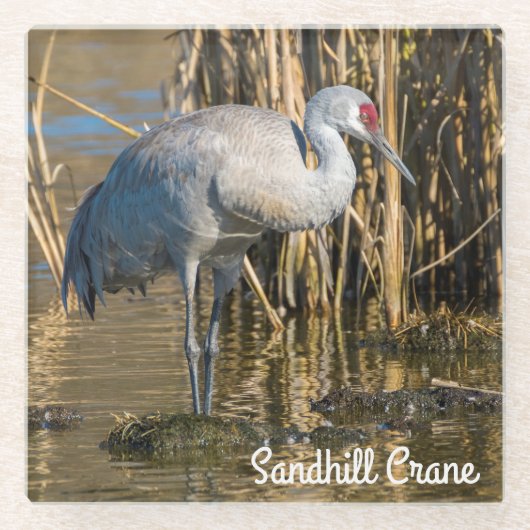 Sandhill Crane Glazen Onderzetter (Voorkant)