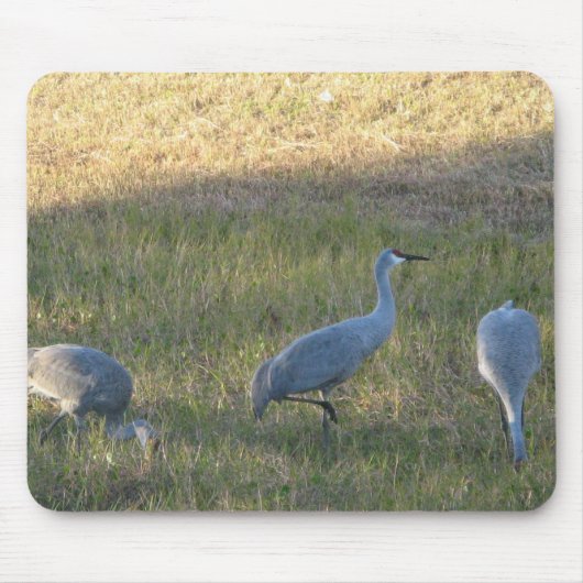Sandhill Crane Grazing Foto Muismat (Voorkant)