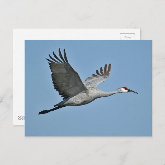 Sandhill Crane in vlucht Briefkaart (Voorkant / Achterkant)