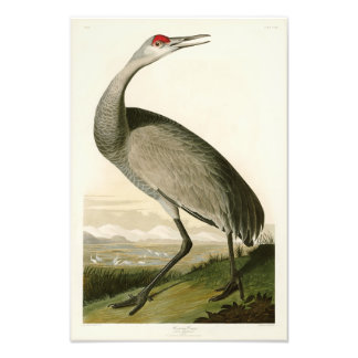 Sandhill Crane John James Audubon Birds of America Foto Afdruk