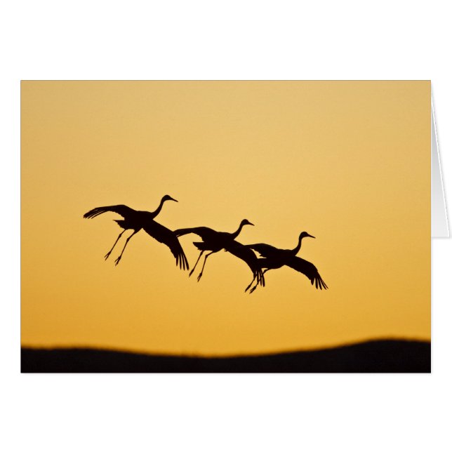 Sandhill Crane landt op zonsondergang (Voorkant Horizontaal)