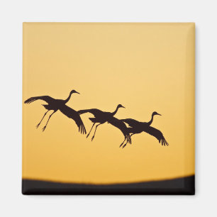 Sandhill Crane landt op zonsondergang Magneet