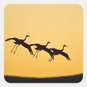 Sandhill Crane landt op zonsondergang Vierkante Sticker