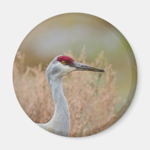 Sandhill Crane Magneet