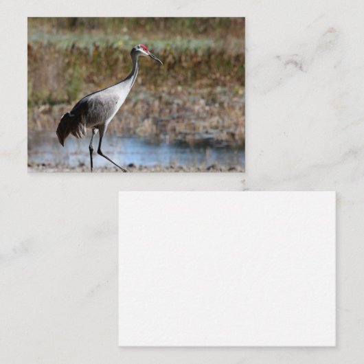 Sandhill Crane Notitiekaartje (Voorkant / Achterkant)