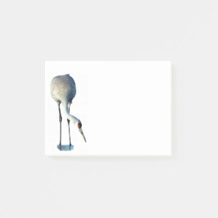 Sandhill Crane Photo Stationery 4x3 Post-it Notiti Post-it® Notes