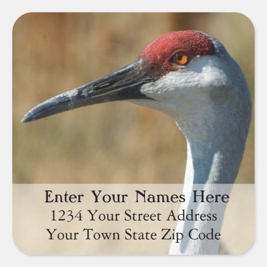Sandhill Crane Retouradreslabel Vierkante Sticker (Voorkant)
