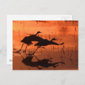 Sandhill Crane Sunset Briefkaart (Voorkant / Achterkant)