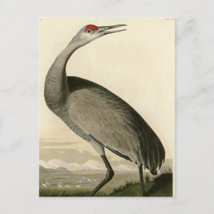 Sandhill Crane uit Audubon's Birds of America Briefkaart