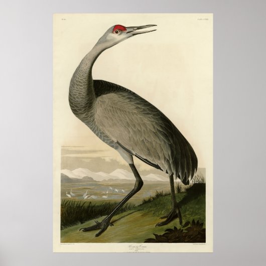 Sandhill Crane uit Audubon's Birds of America Poster (Voorkant)