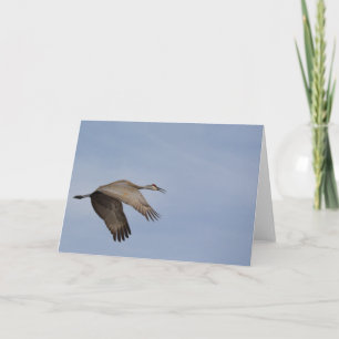 Sandhill Crane Wenskaart Kaart