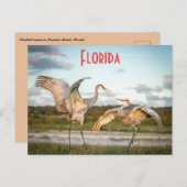 Sandhill Cranes bij Boynton Beach Florida Briefkaart (Voorkant / Achterkant)