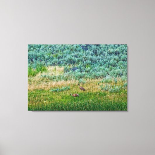 Sandhill Cranes Canvas Afdruk (Voorkant)