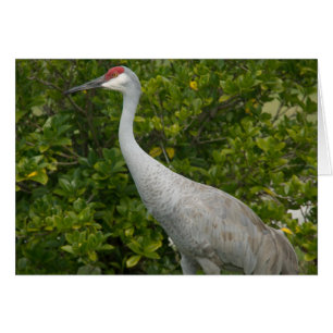 Sandhill Cranes Foto