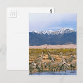 Sandhill Cranes Foto Briefkaart (Voorkant / Achterkant)