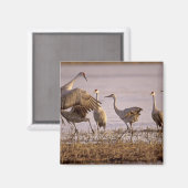 Sandhill Cranes Grus canadensis) Platte Magneet (Voorkant / Achterkant)