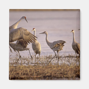 Sandhill Cranes Grus canadensis) Platte Magneet