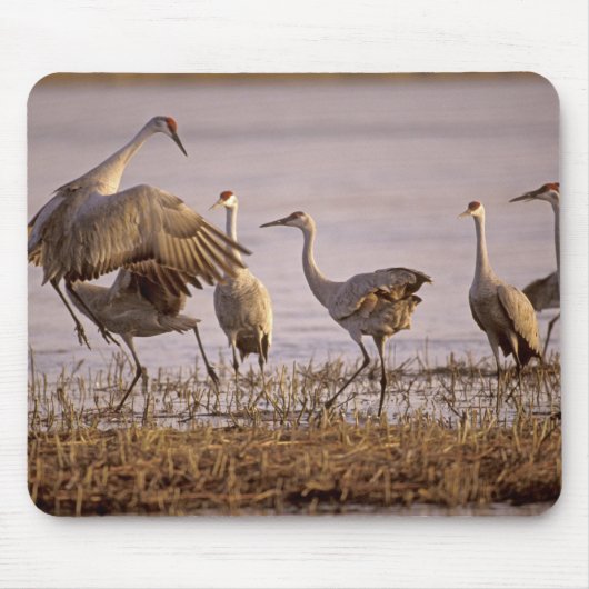 Sandhill Cranes Grus canadensis) Platte Muismat (Voorkant)