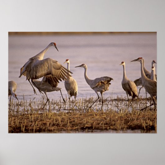 Sandhill Cranes Grus canadensis) Platte Poster (Voorkant)