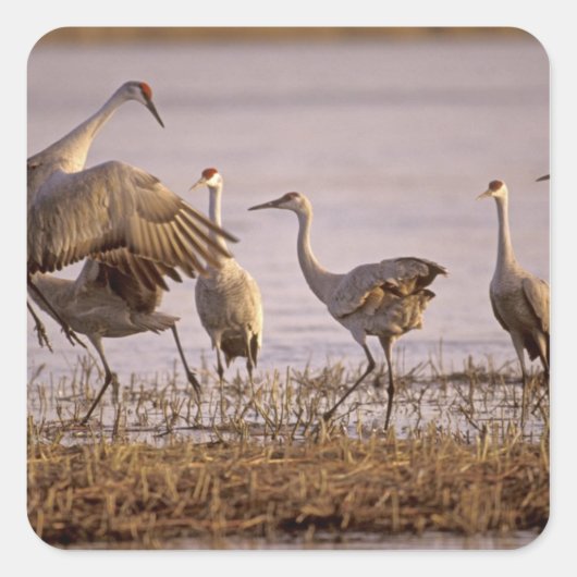 Sandhill Cranes Grus canadensis) Platte Vierkante Sticker (Voorkant)