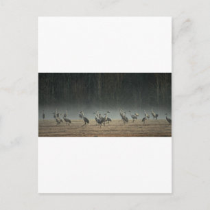 Sandhill Cranes in the Early Morning Spring Mist Briefkaart