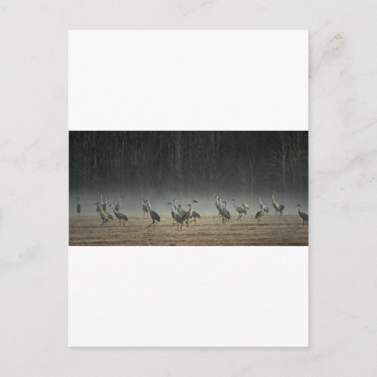 Sandhill Cranes in the Early Morning Spring Mist Briefkaart (Voorkant)