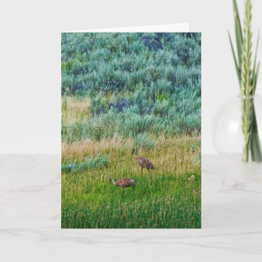 Sandhill Cranes Kaart (Voorkant)