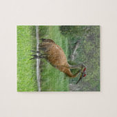 Sandhill Cranes Legpuzzel (Horizontaal)