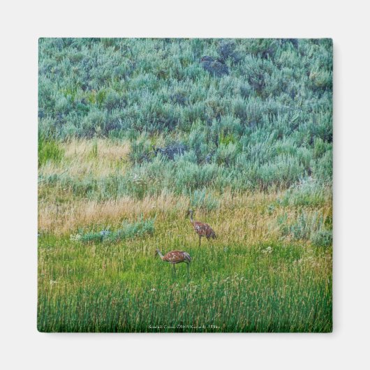 Sandhill Cranes Magneet (Voorkant)