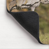 Sandhill Cranes Muismat (Hoek)