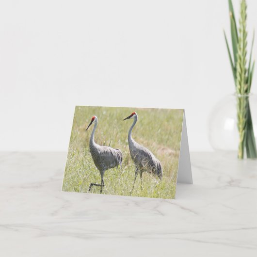 Sandhill Cranes Photo Folded Note Kaart (Voorkant)