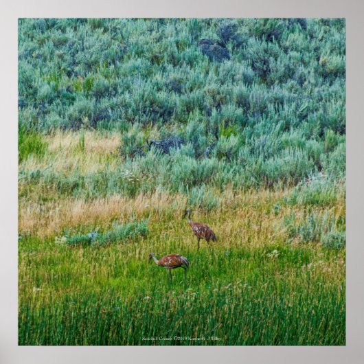 Sandhill Cranes Poster (Voorkant)