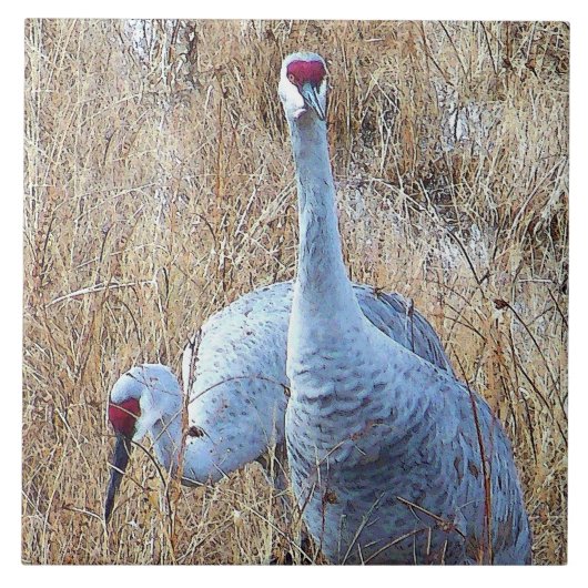 Sandhill Cranes Tile Tegeltje (Voorkant)