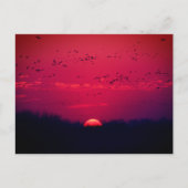 Sandhill Granes Spring Migration Carte postale #3  (Devant)