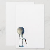 Sandhill kraan foto briefpapier (Voorkant / Achterkant)