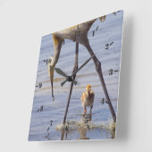 Sandhill kraan met chick (colt) in het meer van Fl Vierkante Klok (Hoek)