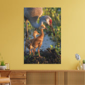 Sandhill kraan met kuikens, Florida Canvas Afdruk (Insitu (Woonkamer))