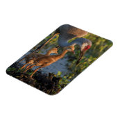 Sandhill kraan met kuikens, Florida Magneet (Linkerzijde)