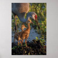 Sandhill kraan met kuikens, Florida