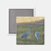 Sandhill Kranen in het gras Foto Magneet (Voorkant / Achterkant)