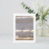 Sandpeper Briefkaart (Staand voorkant)