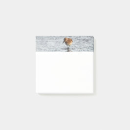 Sandpiper Bird Foto Stationery 3x3 Opmerkingen Post-it® Notes