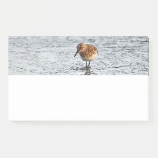 Sandpiper Bird Foto Stationery Note Pad (Voorkant)