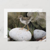 Sandpiper Chick Briefkaart (Voorkant / Achterkant)