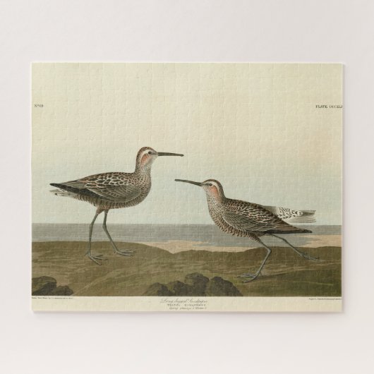 Sandpiper met lange poten - Amerikaanse vogels van Legpuzzel (Horizontaal)